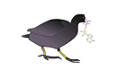 Coot